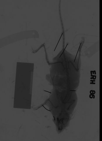 Media type: image;   Mammalogy 69538 Description: Xray of mouse.;